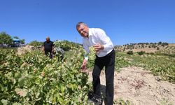 Silifke’de Bağ Bozumu Etkinliği Gerçekleştirildi