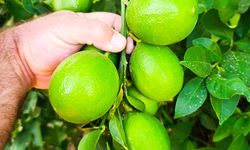 Mersin’de Limon Hasadı Başladı: Üretici Fiyatlardan Temkinli
