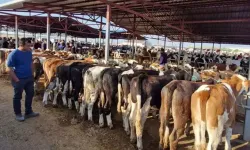 38 İlde Hayvan Pazarları Yeniden Açıldı