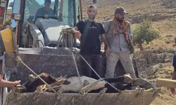 Ayağı kırılan 500 kiloluk ineği sedyeyle taşıdılar