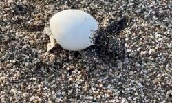 Caretta Caretta Yavruları Alanya’da Denizle Buluşuyor