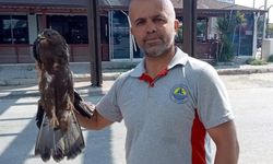 Bitkin haldeki şahin koruma altına alındı
