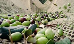 Zeytin üreticilerine uyarı: Meyve dökülmesine dikkat