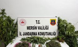 Uyuşturucuyu Saksılara Ekip Evinin Çevresine Yerleştirmiş