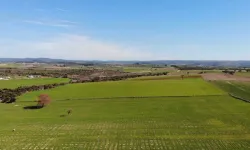 Mersin'de devlet dairesi duyurdu: 48 dönüm alan bu fiyata satılacak