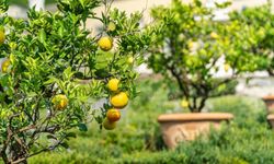 Mersin Erdemli'de büyük fırsat: Limon bahçesini bu rakama satacaklar