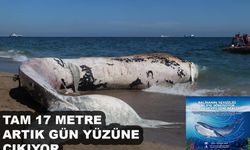 17 Metrelik Fin Balinası Topraktan Çıkarılıyor