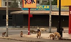 Mersin’de Sabahın Erken Saatlerinde Köpek Sürüsü Endişesi