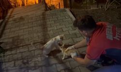 Mersin’de beton bloklara sıkışan yavru kedi 3,5 saatlik çalışmayla kurtarıldı
