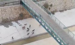 Mersin’de Sokak Köpekleri Sorunu Büyüyor