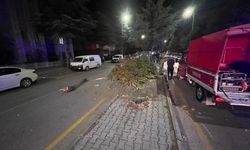 Ağaca çarpıp takla attı: İlk isteği sigara oldu!