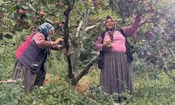 Fiyatı 4'e katladı, çiftçinin yüzü güldü: Kilosunu 45 TL'den satıyorlar