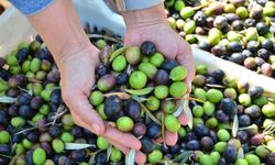 Mersin’in Zeytin Haritası: Hangi İlçelerde Hangi Lezzetler Saklı?