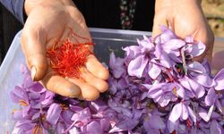 ‘Kırmızı Altın’ın Gramı 500 TL: Safranın Hasadı Başladı