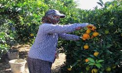 Mersin’in Narenciye Bahçelerinden Çarpıcı Gerçek