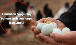 Hava Soğudu, Yumurta Isınmaya Başladı