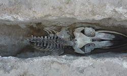 16 Metrelik 'Balina'nın Kafatası ve Gövdesi Tamamen Ortaya Çıktı