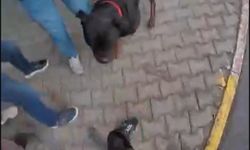 Mersin’de Sokakta Ağızlıksız Gezdirilen 'Rottweiler' Cinsi Köpek Dehşet Saçtı