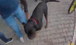 Saldırgan köpek gözetim altına alındı: Sahibine idari para cezası kesildi