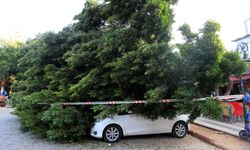 Devrilen ağaçtan son anda kurtuldu, 5 araç pert oldu