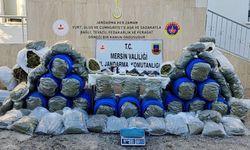 Mersin’de Binlerce Kök Kenevir Ele Geçirildi: 4 Gözaltı