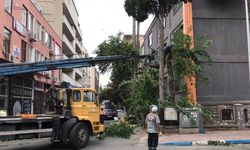 Akdeniz’de Sonbahar Mesaisi: Kaldırımlar Temiz, Dallar Budandı