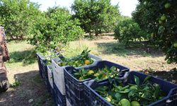 Soğuk Hava Etkileyemedi: Mandalina Bu Yıl Bol ve Ucuz