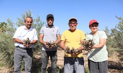 Büyükşehir’den Üreticiye İlk Kez Enginar Yumrusu Desteği