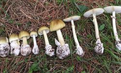 Mantar Zehirlenmelerinde Korkutan Tablo