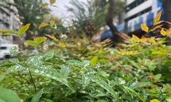 Mersin’de Beklenen Yağmur Toprağa Can Suyu Oldu