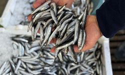 Karadeniz'de aşırı avcılık nedeniyle hamsi boyu küçüldü