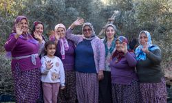 Büyükşehir’in Fidanları Ürüne Dönüştü: Üretici Zeytin Hasadında