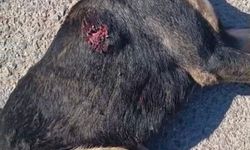 Tabanca İle Vurulan Sahipsiz Köpek Öldü