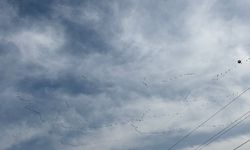 Leylekler Mersin Semalarına Veda Ediyor: Göç Yolculuğu Başladı