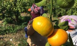 Mersin Narenciyesinde Yeni Pazar Arayışı: İhracat Rotaları