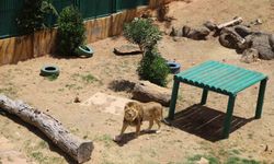 Gaziantep Hayvanat Bahçesi'ndeki Hayvan Hakkı İhlalleri Meclis Gündeminde
