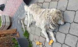 Sokağın maskotu "Waffle" ekipler tarafından barınağa götürülünce gözyaşı döktü