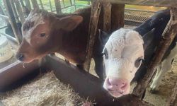 ABD Tarım Bakanlığı: "Türkiye’de yıllık 400-500 bin buzağı ölümü oluyor"