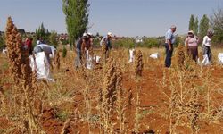 Bahçede Ekti, Hasatta Kasasını Doldurdu: Bakımı Neredeyse Yok!