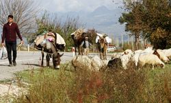 Mersin Ağzına Özgü Yöresel Kelimeler Sözlüğü
