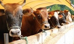 Şap Hastalığı Kontrol Altında: Bakanlıktan Açıklama Geldi