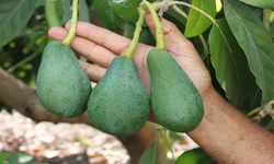 Tropikal Rüzgar Mersin'de Esiyor