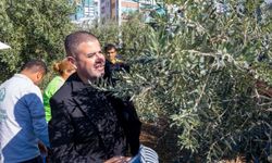 Mezitli’de Zeytin Ağaçları Eğitime Can Veriyor