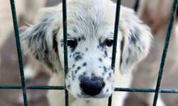 Anamur Belediyesi’nden sokak hayvanlarına otel konforunda barınak