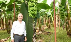 Anamur Belediye Başkanı: "Anamur Muzu Siyaset Üstü Bir Konudur"