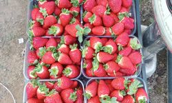 Anamur Üreticisinden Acil Çağrı: “Gümrük Artırılsın”