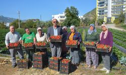 Anamur-Bozyazı Ziraat Odası'ndan Mısır Çileği İthalatına Sert Tepki