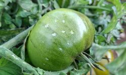 Erdemli’de Yağan Dolu Domates Bahçelerine Zarar Verdi