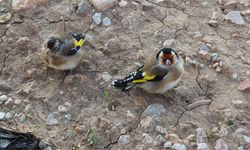 79 Kuş Yasa Dışı Ticaretten Kurtarıldı, Doğaya Bırakıldı