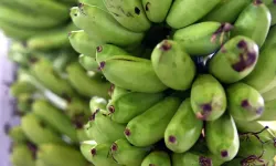 Çukurova’da Muz Seraları Hızla Yayılıyor